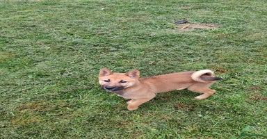 Japanese Shiba Inu dogs - Advert 12
