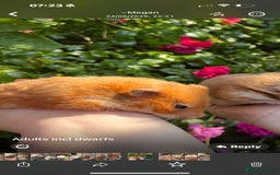 Hamster rodents for sale: Tame Pedigree HAMSTER SALE - ethically bred - Image 8