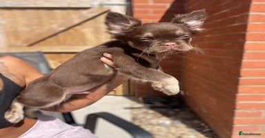 French Bulldog dogs - Advert 2