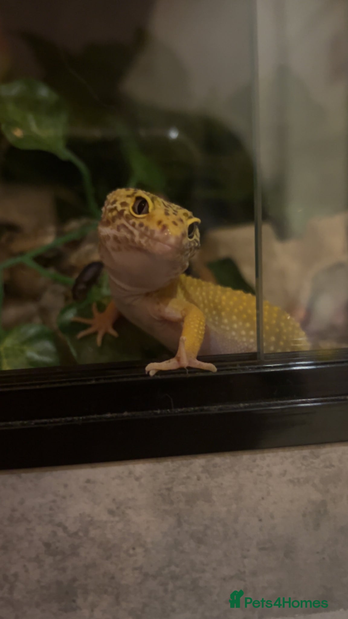 Gecko reptiles Leopard gecko and full set up  - Advert 2