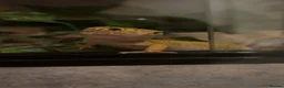 Gecko reptiles for sale: Leopard gecko and full set up  - Advert 1