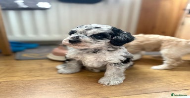 Cockapoo dogs - Advert 5