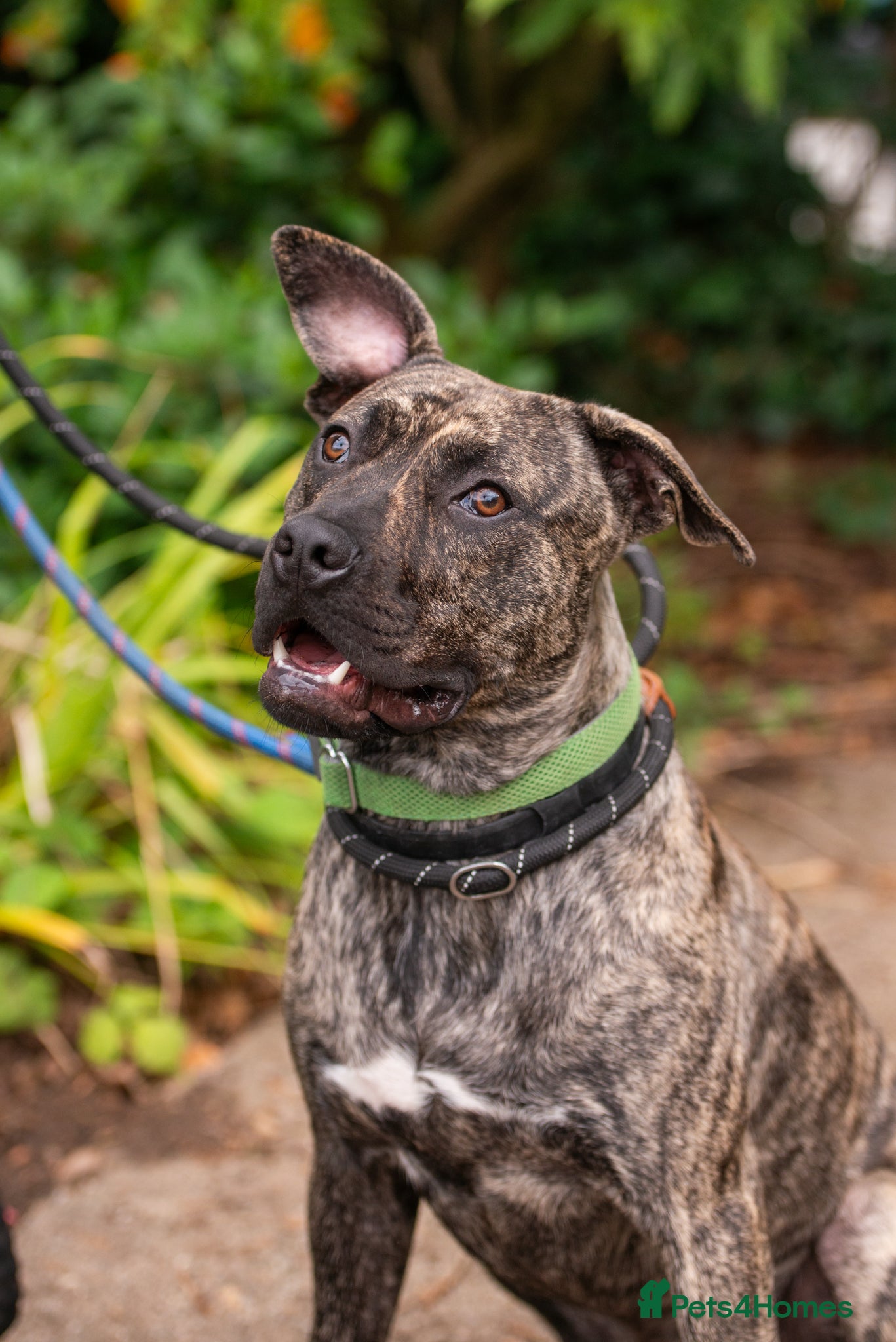 Mixed Breed dogs Nile  - Advert 1