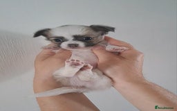 Chihuahua dogs for sale: Long Coat Chihuahua puppies - Image 1