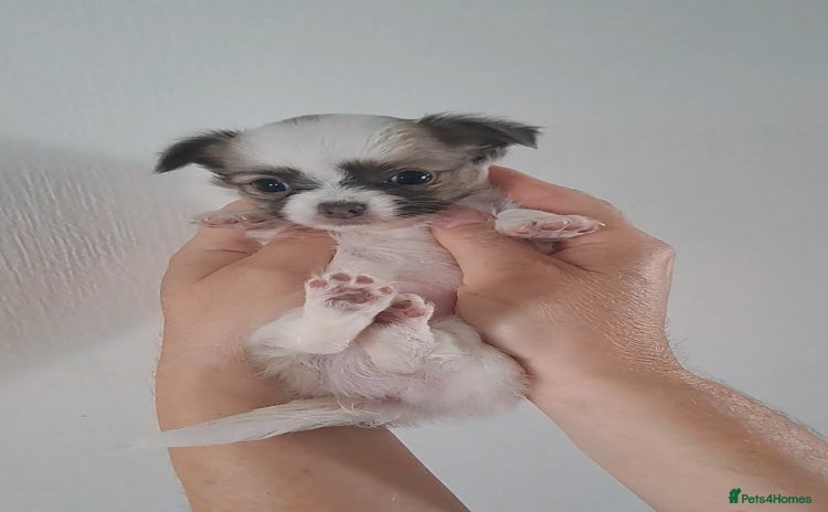 Chihuahua dogs - Advert 2