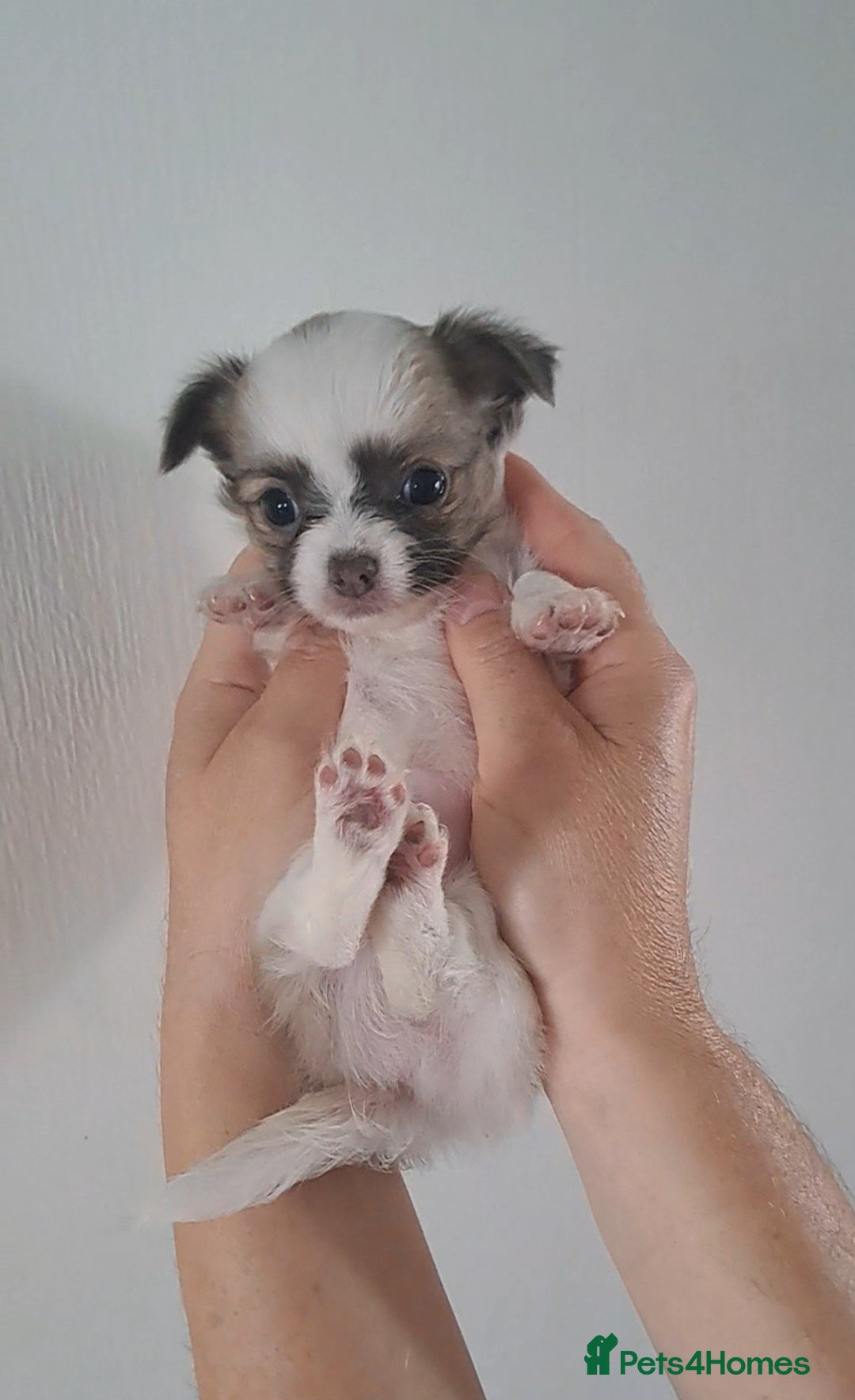 Chihuahua dogs for sale: Long Coat Chihuahua puppies - Image 1