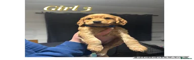 Cocker Spaniel Puppy 6