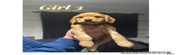 Cocker Spaniel dogs for sale: Working cocker spaniel puppies - Advert 14