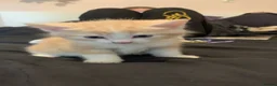 Mixed Breed cats for sale: 7kittens wanting there forever home - Advert 9