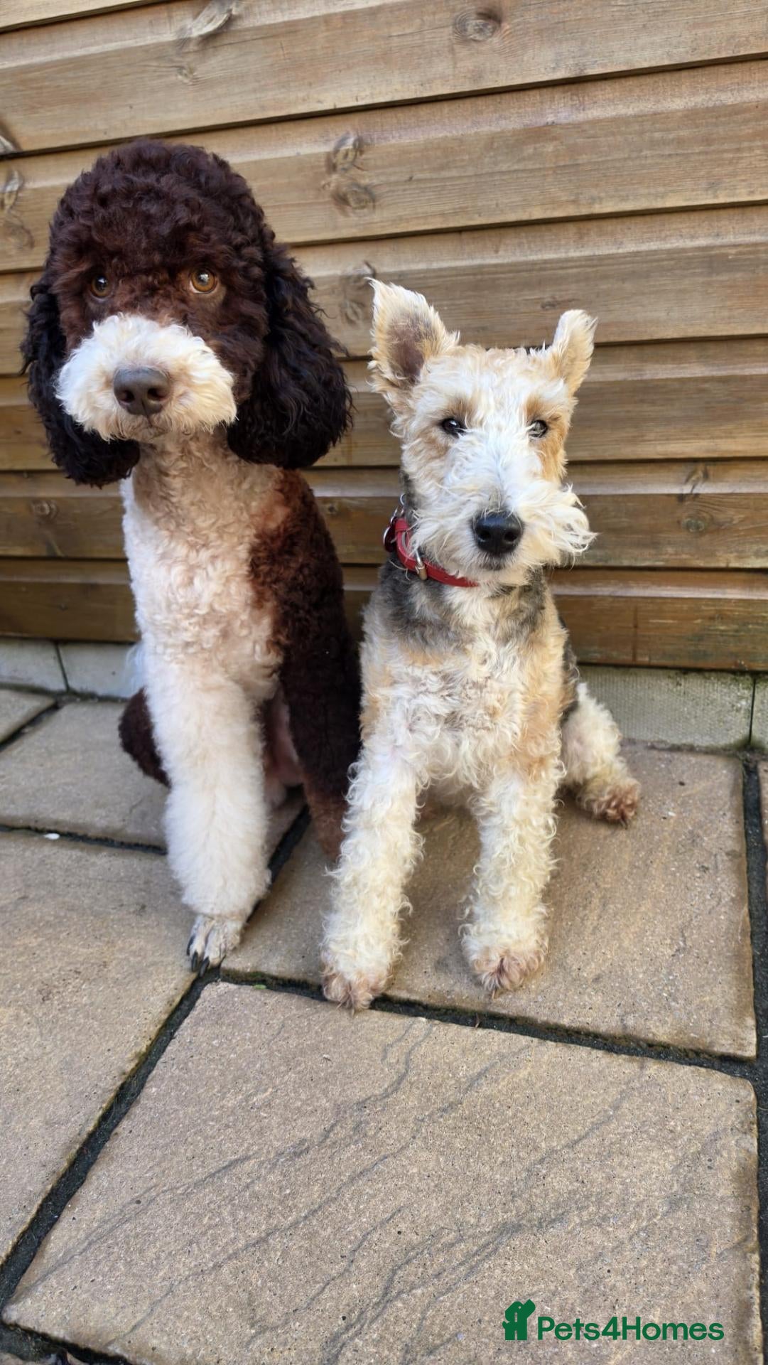 Standard Poodle dogs Parti Colour Fox Terrier x Standard Poodle Pups - Advert 2