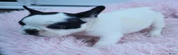 French Bulldog dogs for sale: KC reg. Crufts & International Champion breeding  in Baldock - Advert 5