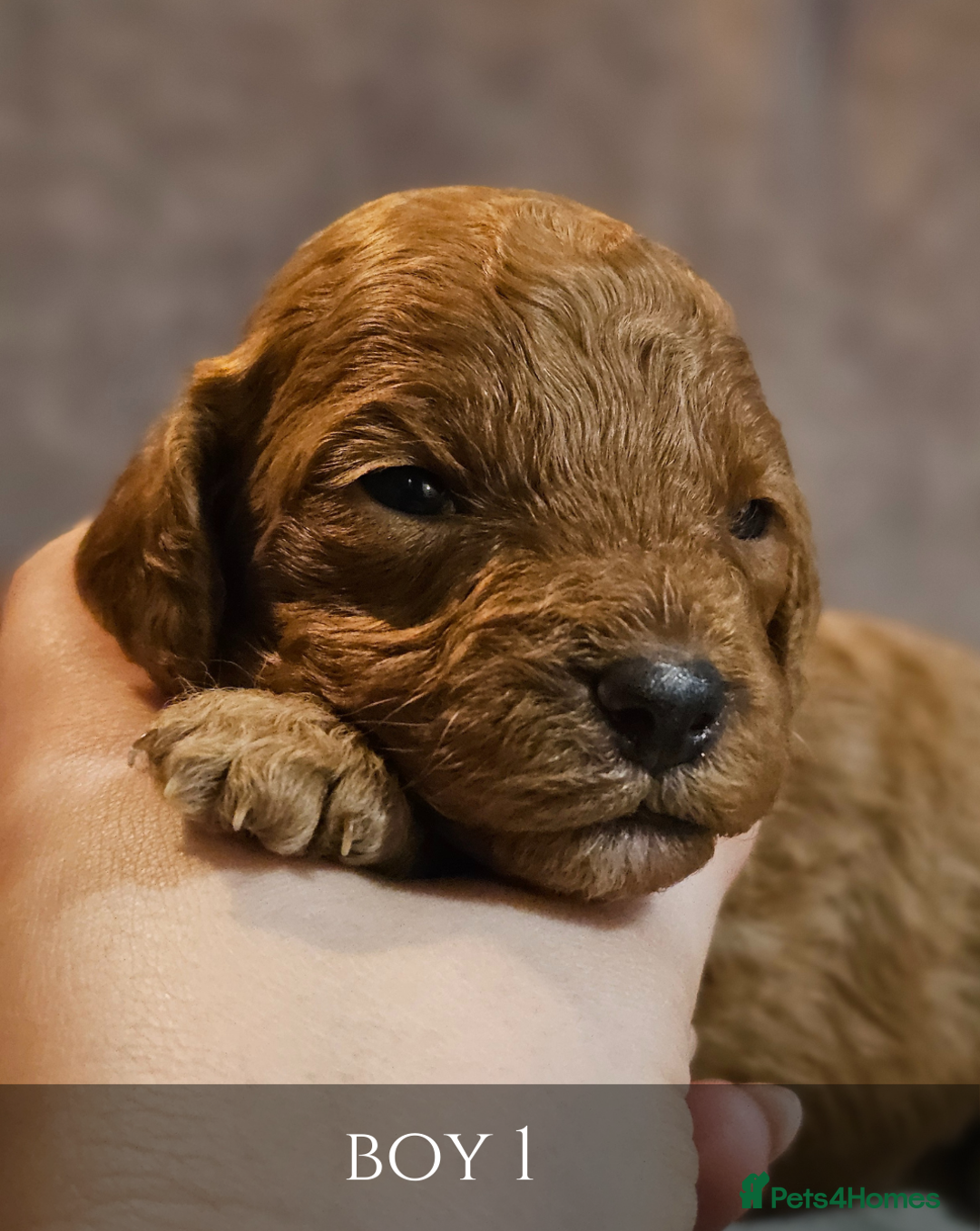 Cavapoo dogs for sale: 5 Beautiful Deep Red Cavapoo Pups - Advert 11