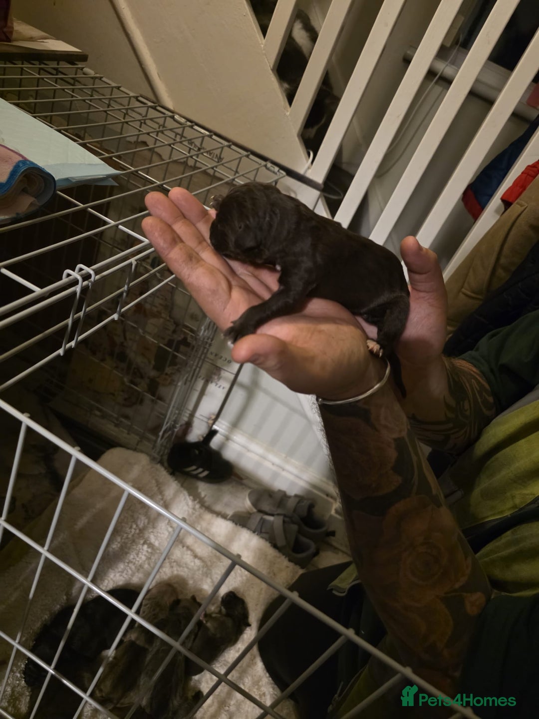 Cane Corso dogs for sale: Cane corso pups - Image 16