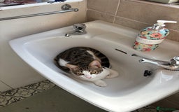 Mixed Breed cats for sale: Cuddly kitten  - Image 1