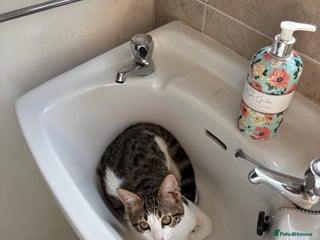 Mixed Breed cats - Advert 36