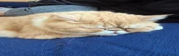 Exotic cats for sale: 4 year old Exotic short hair  - Advert 2