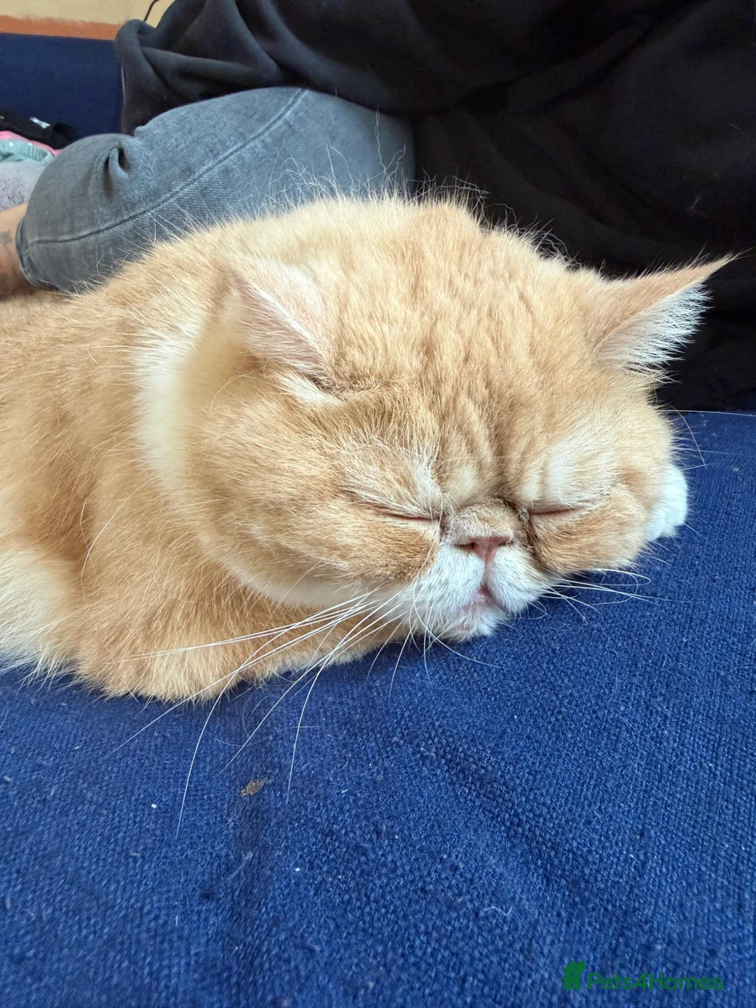 Exotic cats for sale: 4 year old Exotic short hair  - Advert 2