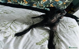 Italian Greyhound dogs for stud: Outstanding Boy - 25 champions in 5 generations - Image 6