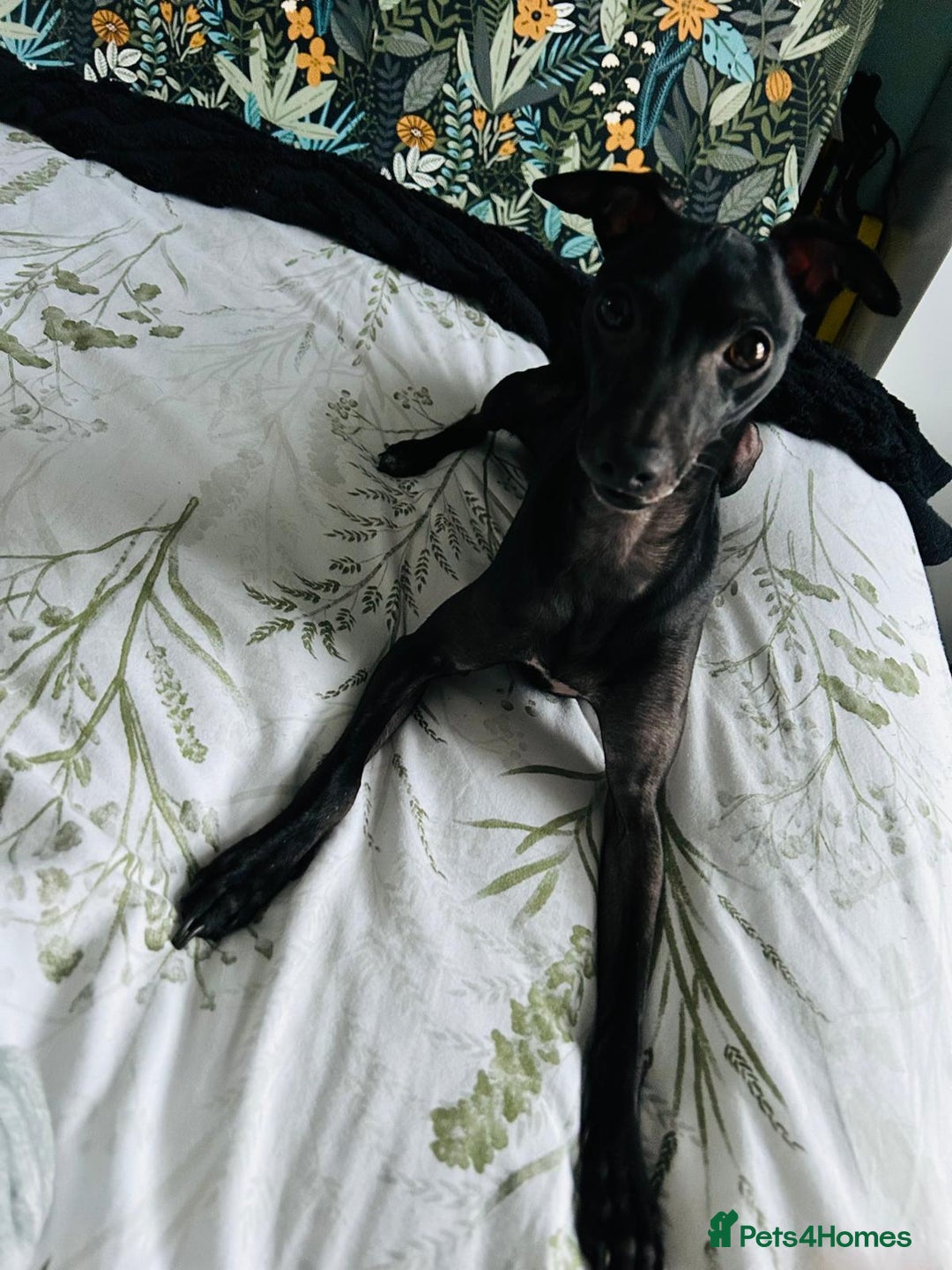 Italian Greyhound dogs for stud: Outstanding Boy - 25 champions in 5 generations - Image 6