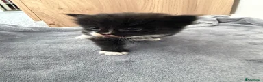 Domestic Shorthair 3