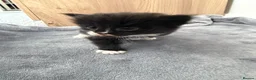 Mixed Breed cats for sale: 5 beautiful kittens  - Advert 4