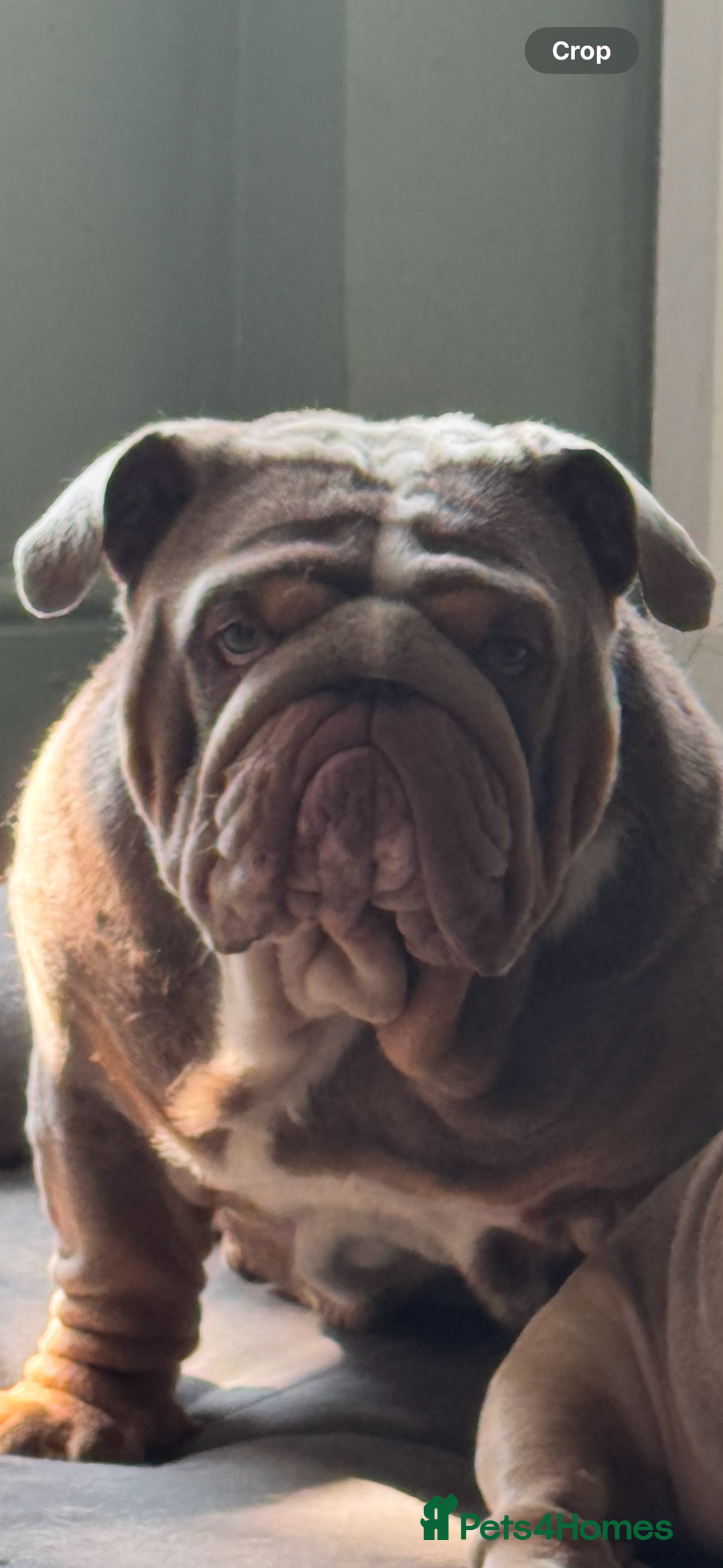 English Bulldog dogs for stud: FOR STUD 🔥Lilac tan tri english bulldog  in Wakefield - Advert 2