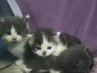 Mixed Breed cats Kitten - Advert 4