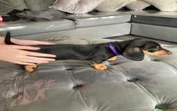 Dachshund dogs for sale: Miniature Sausage Dog Pups READY TO GO Dachshund  - Image 9