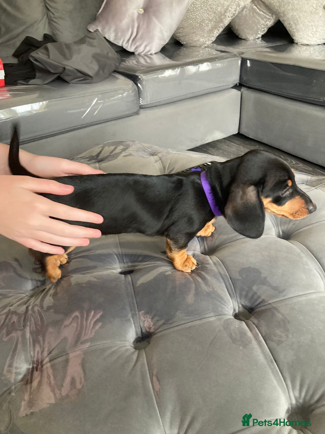 Dachshund dogs for sale: Miniature Sausage Dog Pups READY TO GO Dachshund  - Image 9