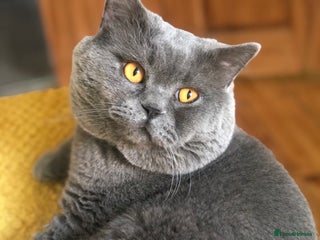 British Shorthair cats in London - Advert 12