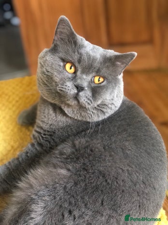 British Shorthair cats in London - Advert 2