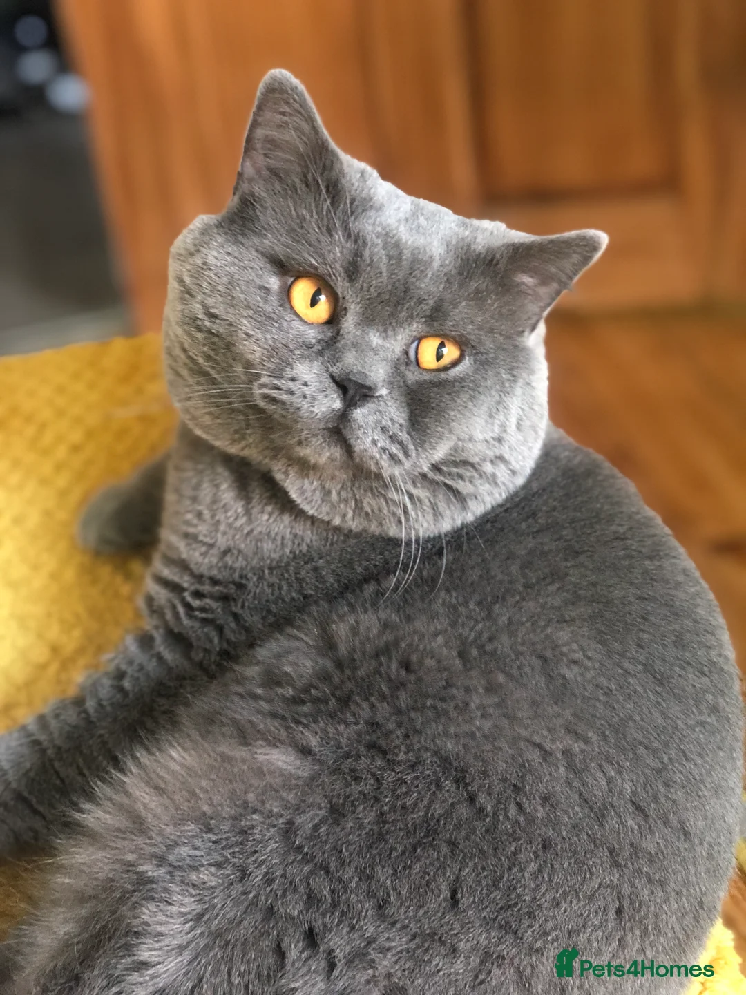 British Shorthair cats for stud: Blue colour BSH Champion Line GCCF stud  in London - Advert 2