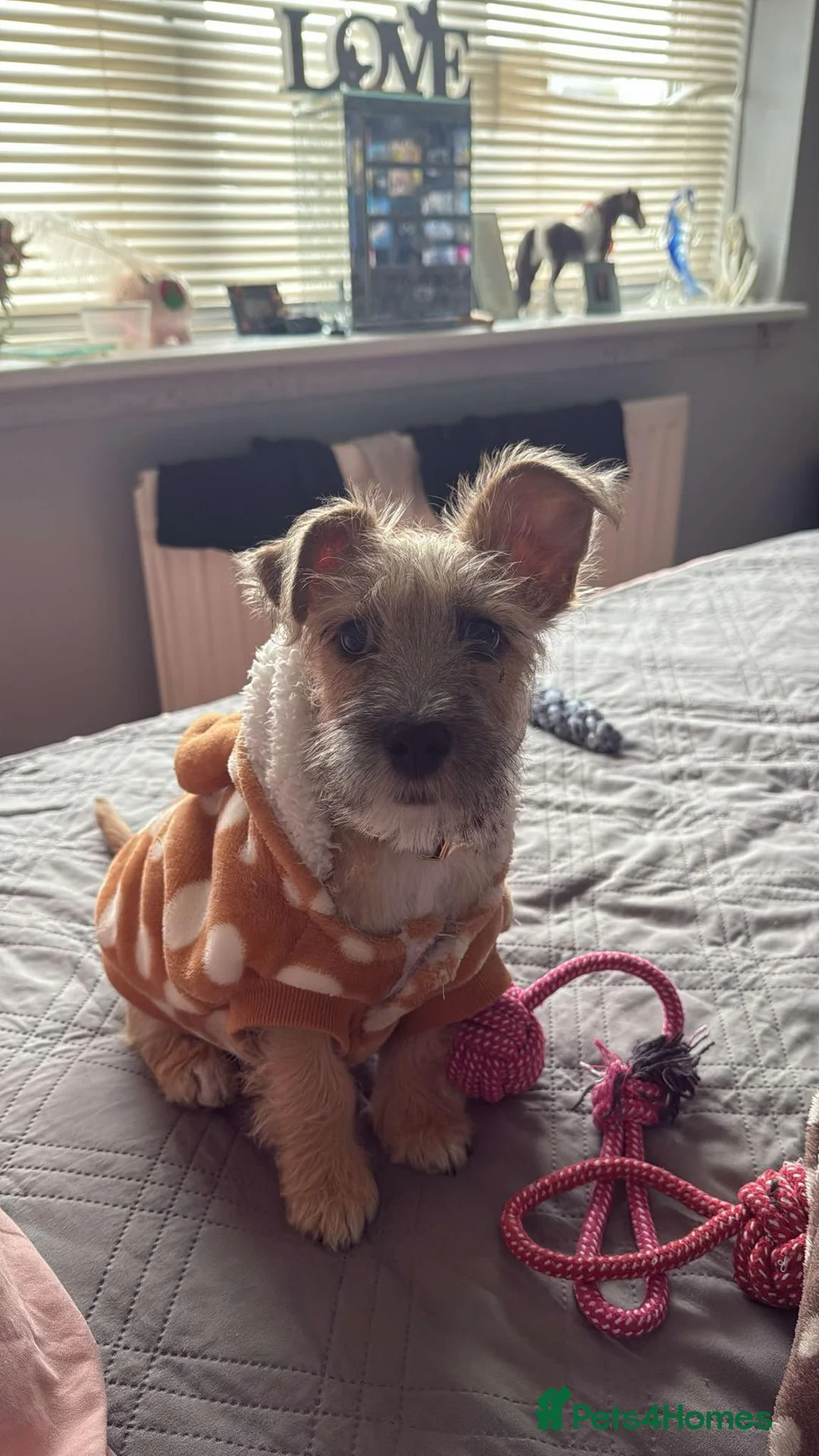 Jack Russell dogs for sale: Jack russell - Advert 2