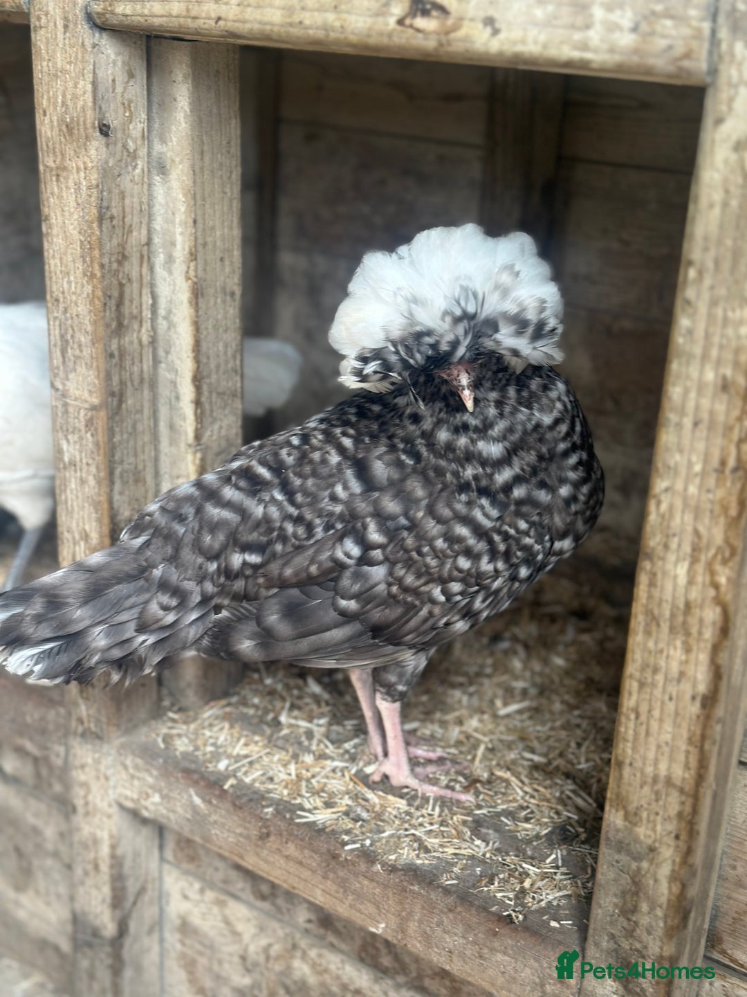 Chickens poultry for sale: Chickens hens polish baby young bantam  in Wimborne - Image 20