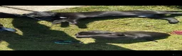 Cane Corso dogs for sale: Cane Corso puppies ready to leave now - Advert 10