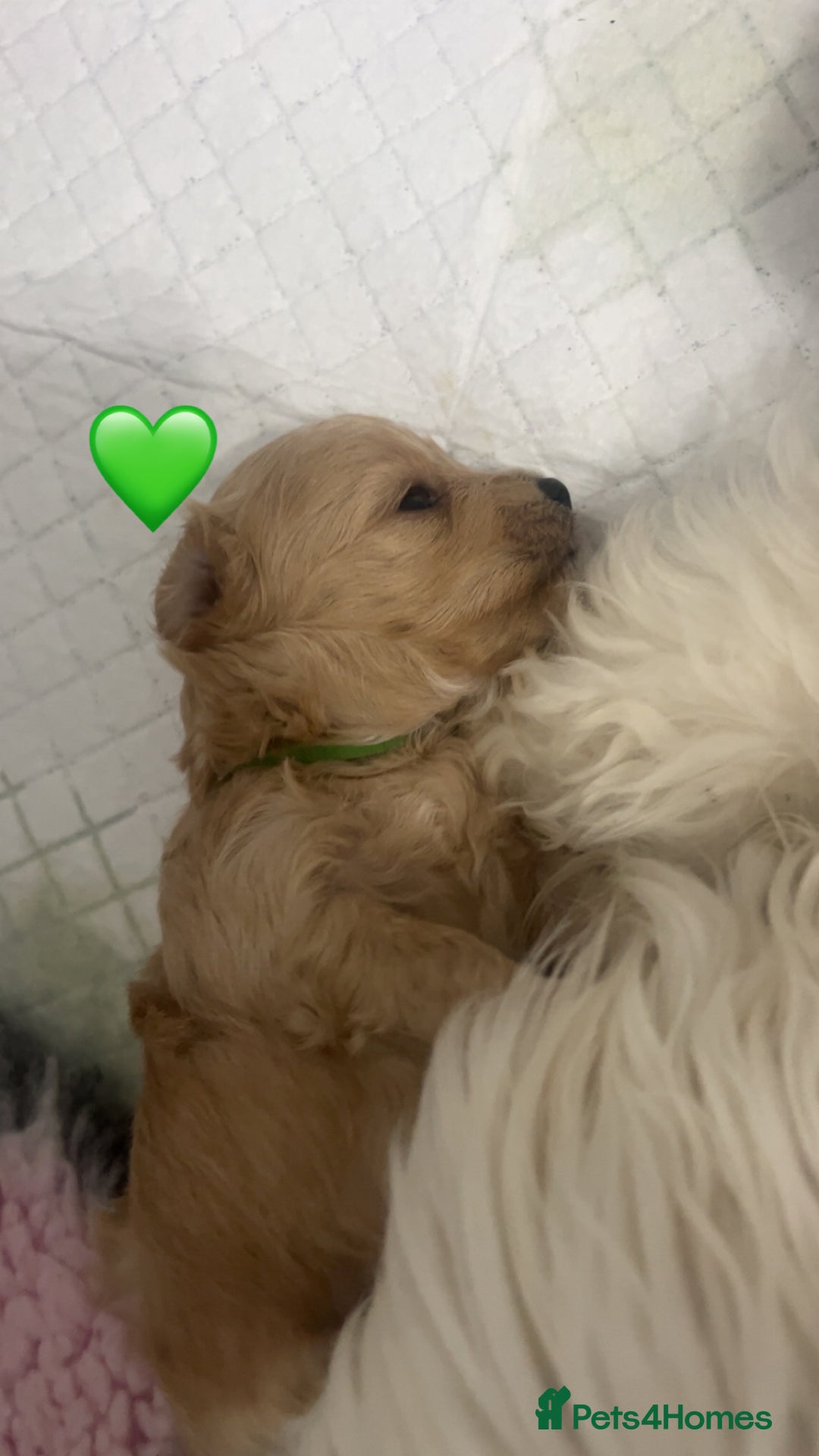 Maltipoo dogs for sale: F1 TINY TOY MALTIPOOS🩷health tested clear parents - Image 20