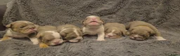 English Bulldog dogs for sale: ☆ showstopping stocky and Rare lilac tri pups ☆  - Advert 3