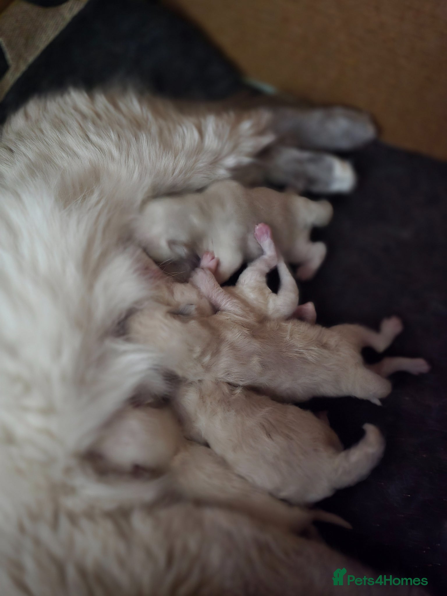 Ragdoll cats for sale: Tica Ragdoll kittens! - Advert 5