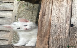 Turkish Van cats for sale: Gorgeous & Loving Turkish Van Kittens - Image 6