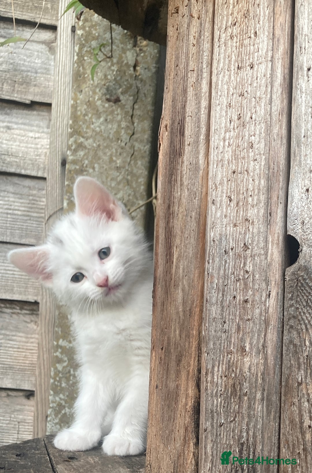 Turkish Van cats for sale: Gorgeous & Loving Turkish Van Kittens - Image 6