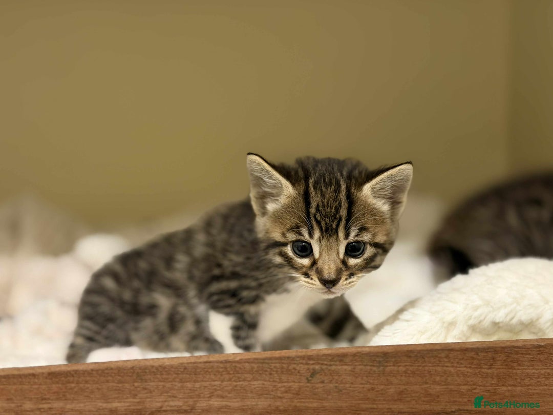 Mixed Breed cats for sale: Beautiful Half Bengal kittens - Advert 9