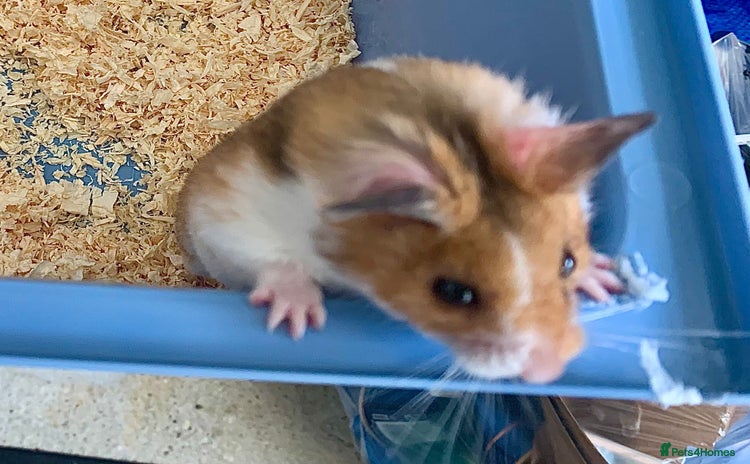 Hamster rodents - Advert 1