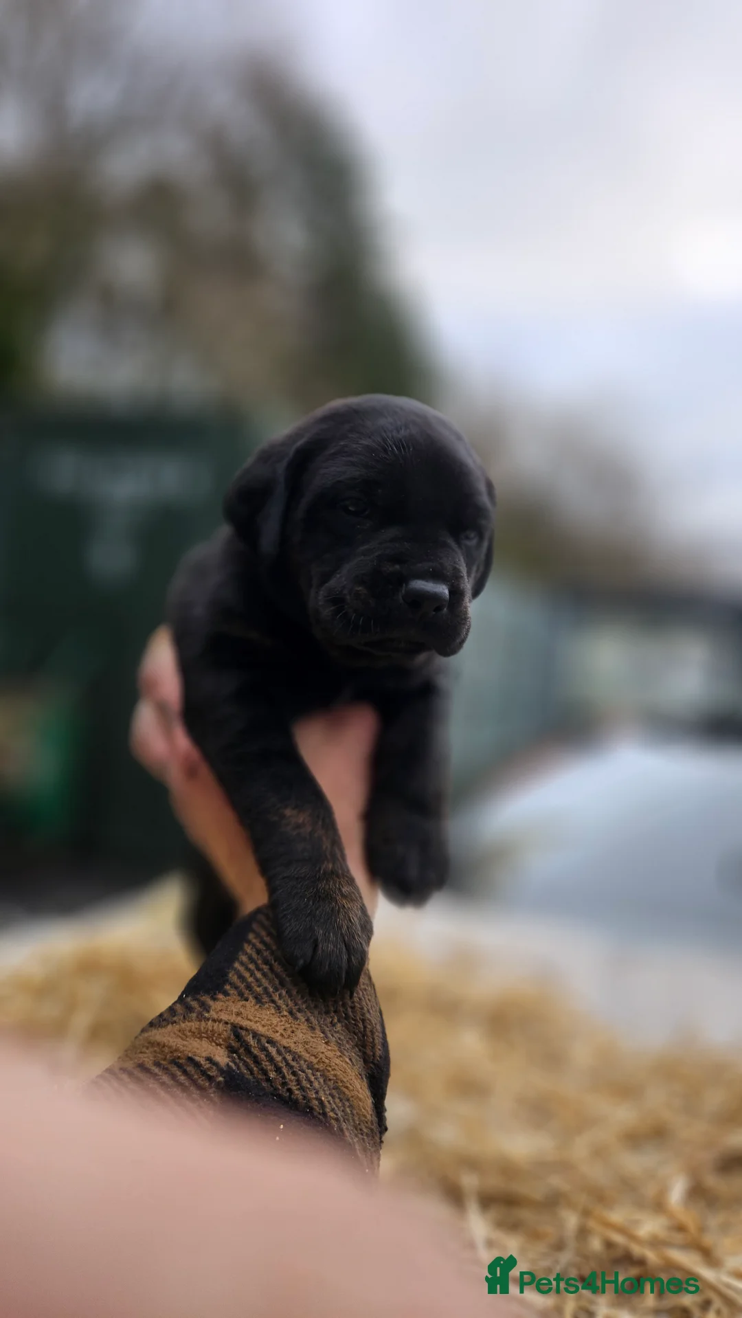 Mixed Breed dogs for sale: CaneWeiler Pupps - Advert 20