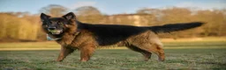 German Shepherd dogs for stud: Long haired german shepherd for stud - Advert 17