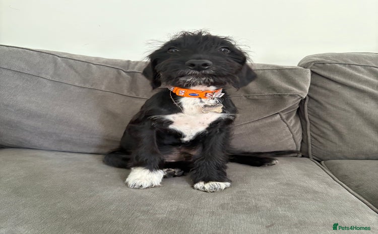 Mixed Breed dogs - Advert 1