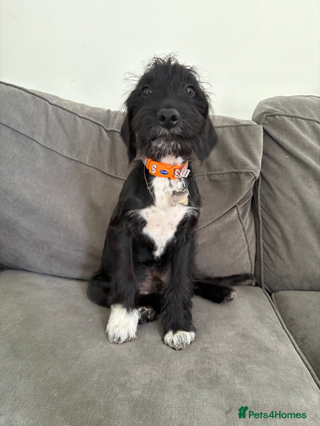 Mixed Breed dogs for sale: Bedlington x cocker  - Image 1