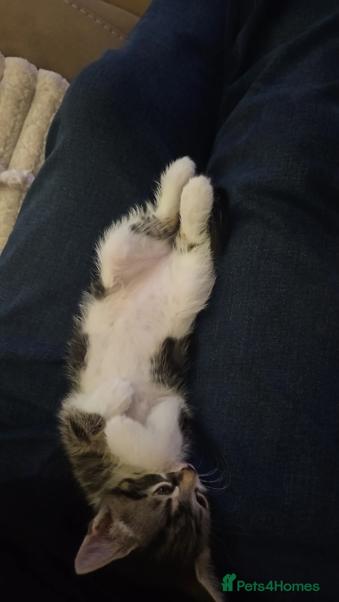 Mixed Breed cats for sale: Brother and Sister  in Poulton-le-Fylde - Advert 4