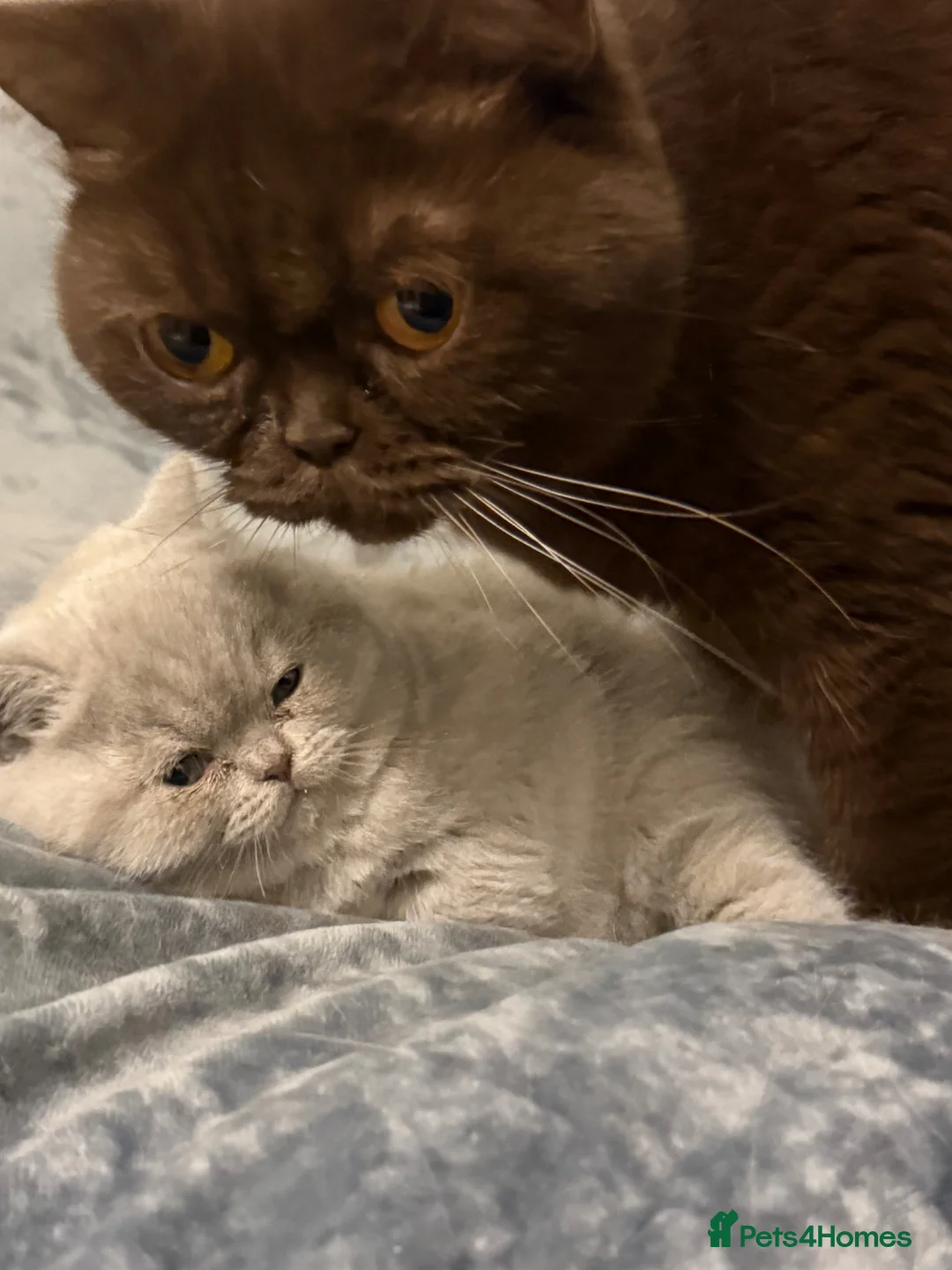 British Shorthair cats for sale: Chocolate British shorthair adult female - Advert 2