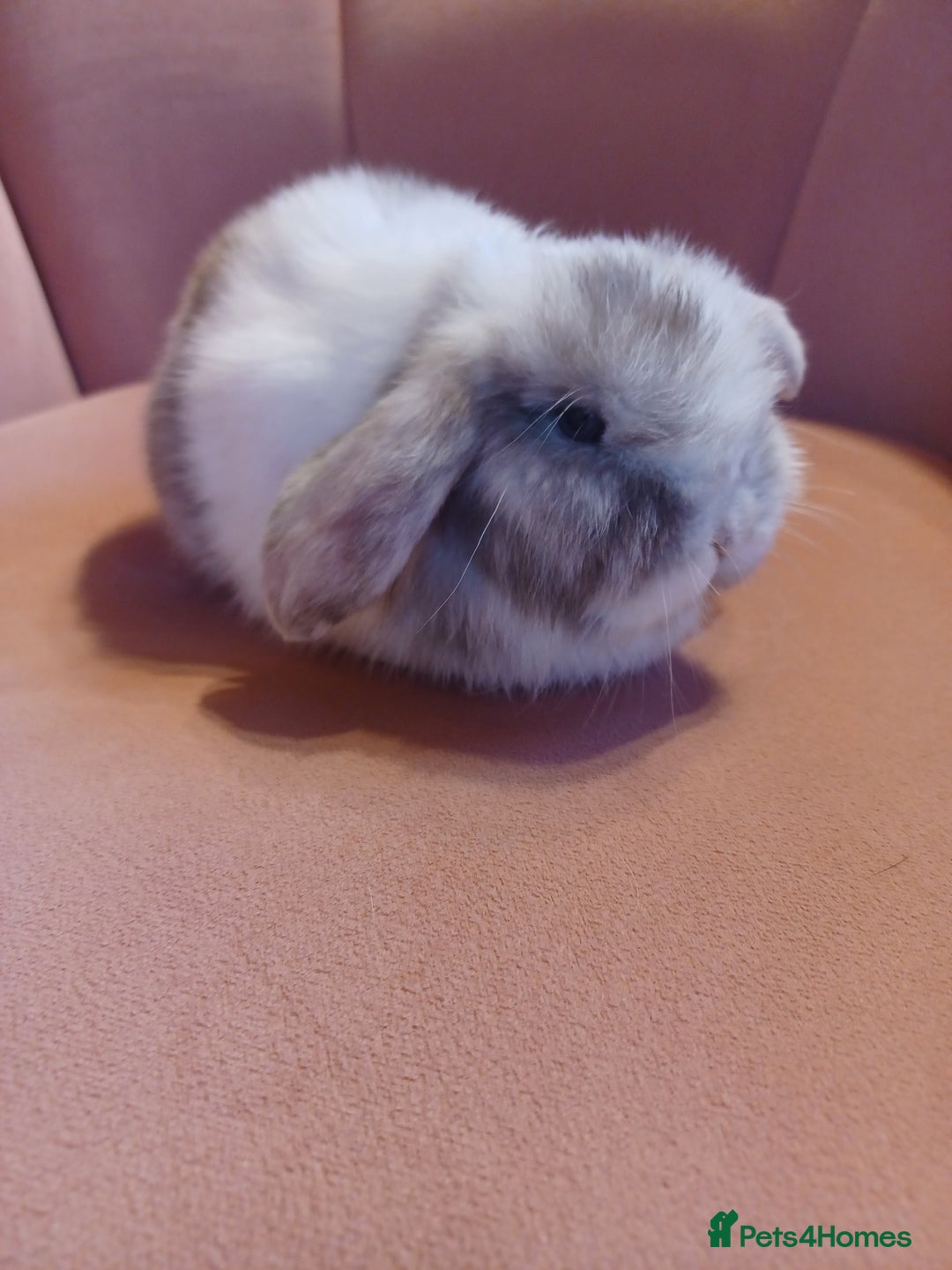 Mini Lop rabbits for sale: Chocolate Magpie Mini Lop Doe Ready now   - Advert 1