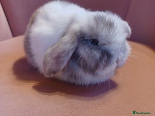 Mini Lop rabbits Chocolate Magpie Mini Lop Doe Ready now - Advert 19